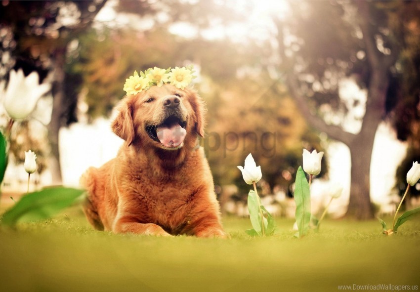 flowers grass puppy retriever wreath wallpaper HighQuality PNG Isolated on Transparent Background