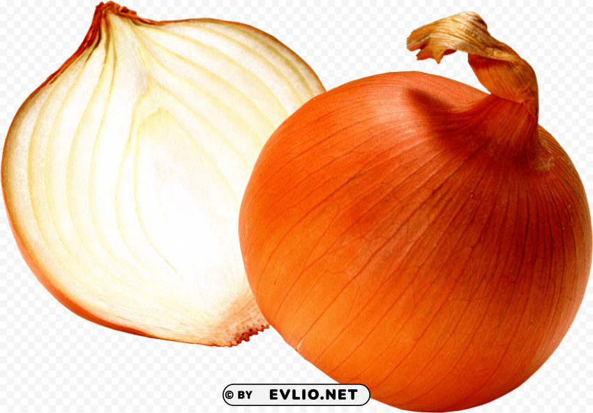 onion PNG graphics with alpha transparency bundle