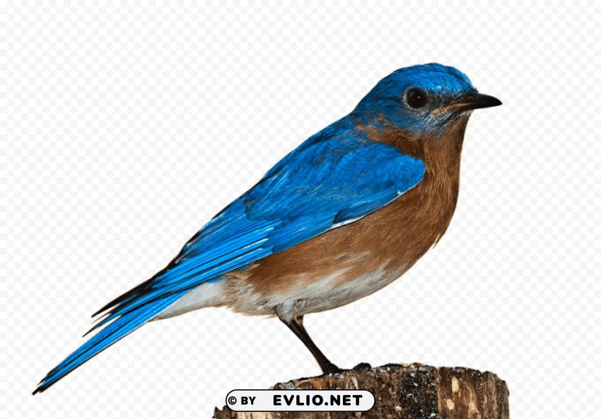 birds PNG for blog use