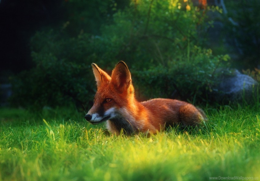 clearing fox grass hiding hunting wallpaper Isolated Subject in Transparent PNG Format