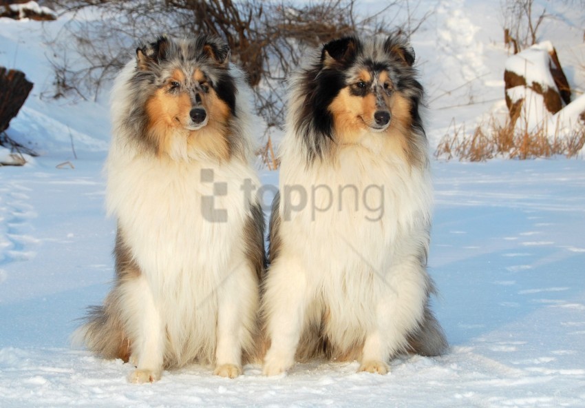 collie couple sit snow wallpaper Clear background PNG clip arts