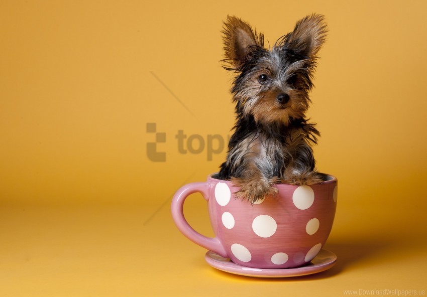 cup dog puppy sit yorkshire terrier wallpaper PNG images with no royalties