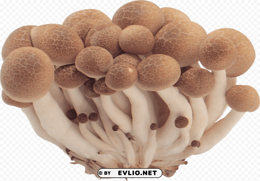 Mushroom Isolated Subject In HighResolution PNG