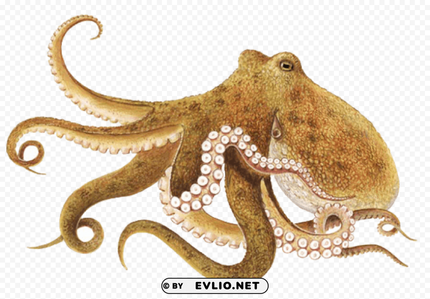 octopus brown PNG free download