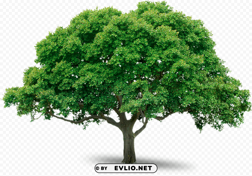PNG image of tree PNG images with transparent overlay with a clear background - Image ID ef619ef6