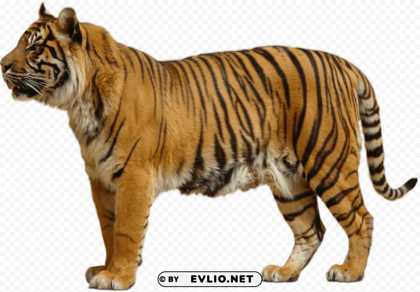 yellow tiger PNG Isolated Design Element with Clarity
