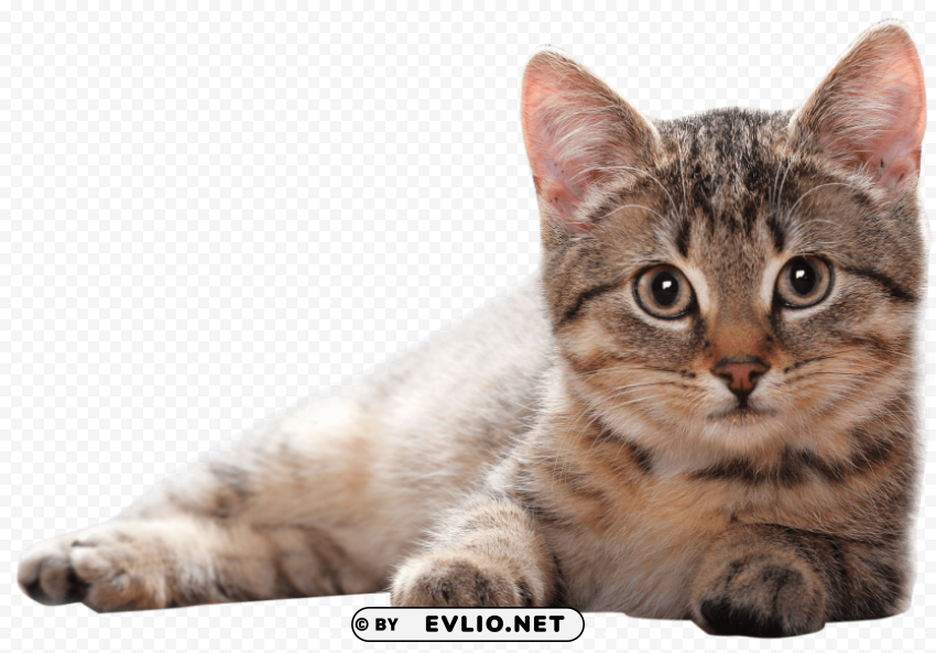 cat Free PNG images with alpha transparency comprehensive compilation