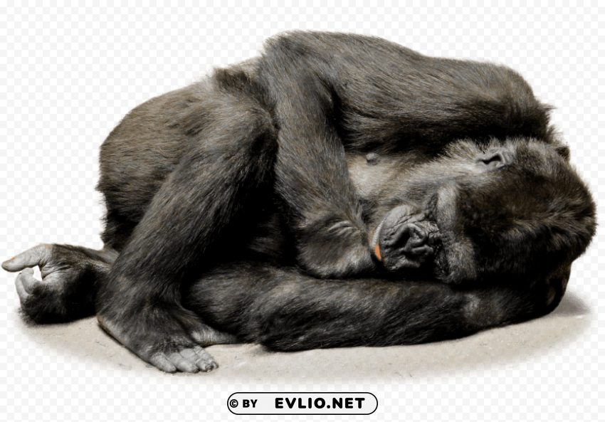 gorilla resting PNG Isolated Illustration with Clarity