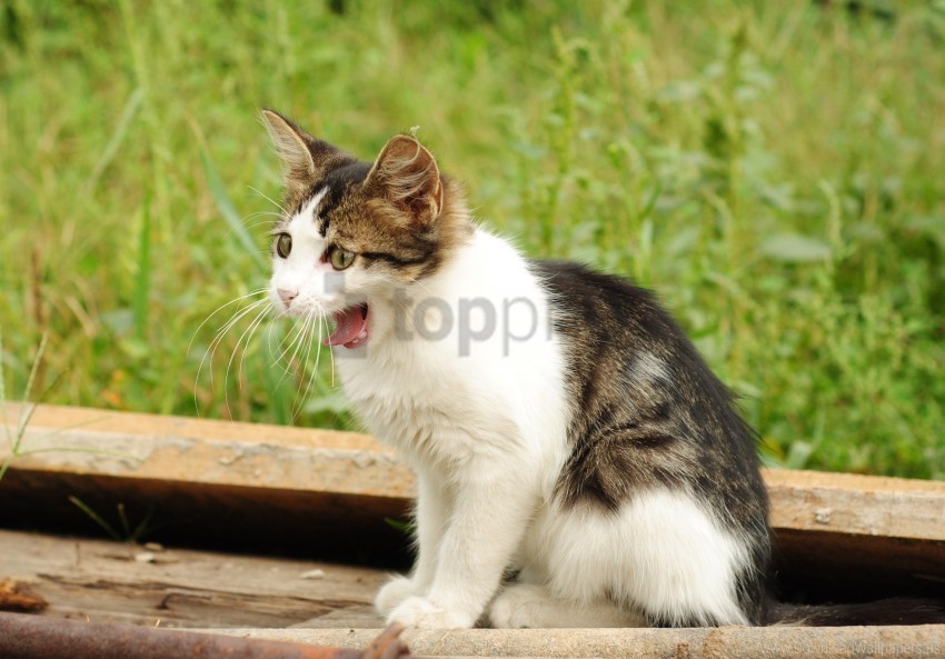 grass kitten spotted yawn wallpaper Isolated Subject on HighQuality Transparent PNG