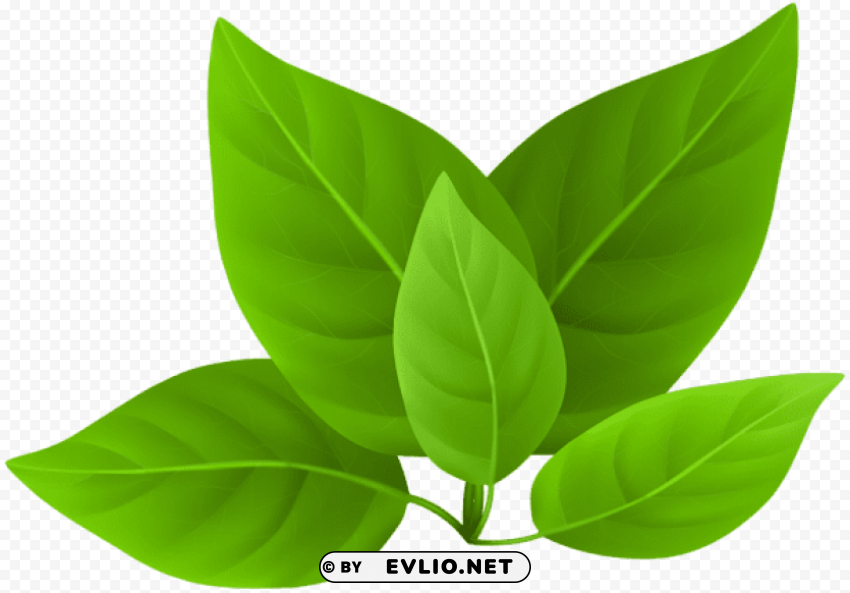 green leaves Transparent PNG images bundle