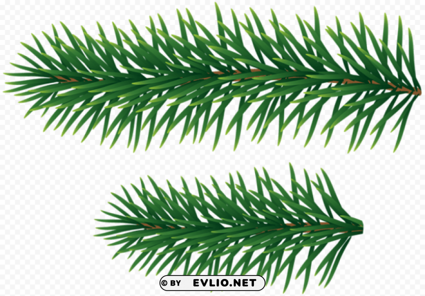 pine branches Isolated Element in Transparent PNG