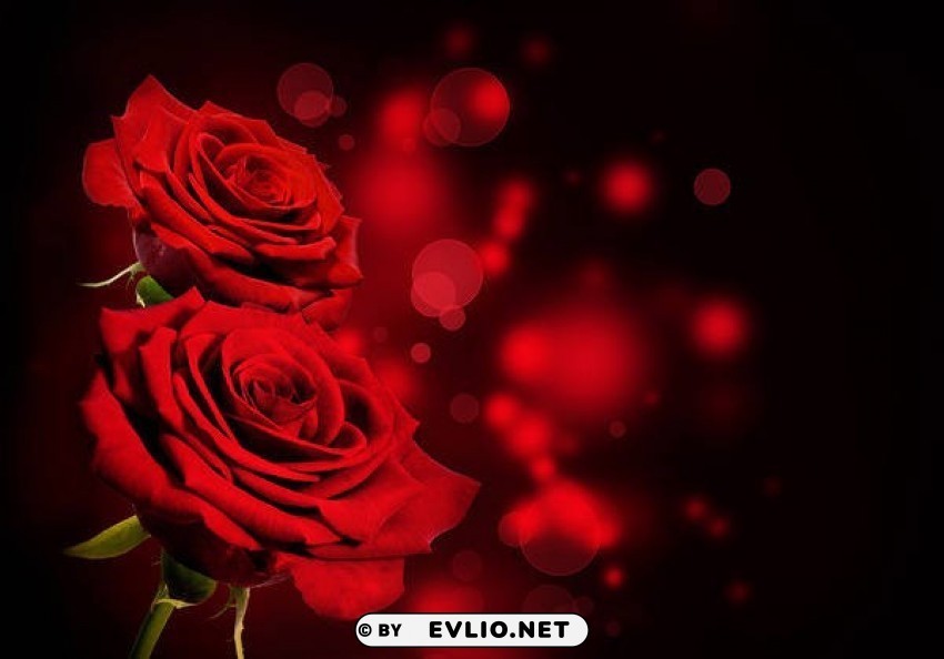 blackred roses Isolated Item on Transparent PNG