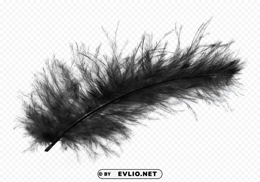 Feather PNG pictures with no background