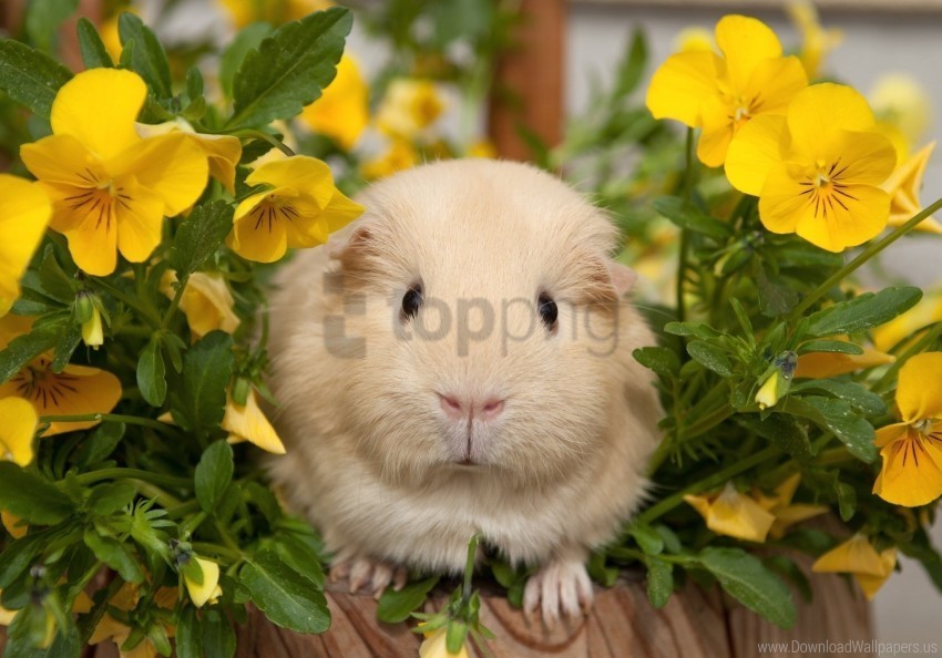 flowers guinea pigs pansy wallpaper Isolated Character in Transparent PNG Format