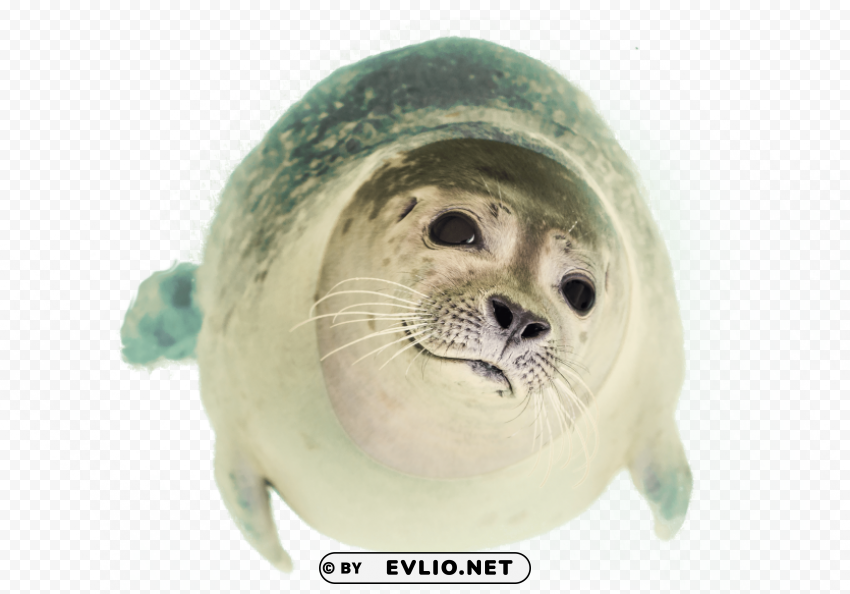 seal swimming Isolated Item in HighQuality Transparent PNG