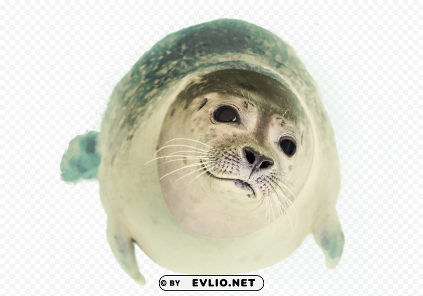 Seal Swimming Isolated Item In HighQuality Transparent PNG