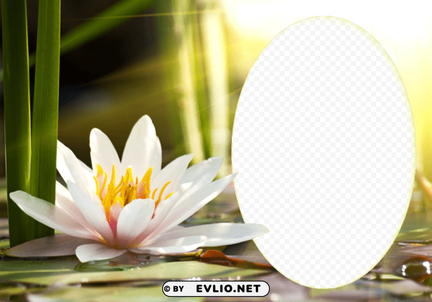  water lily frame Transparent PNG images for design