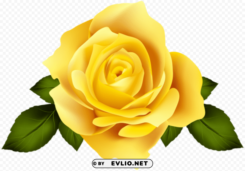 yellow rose flower Isolated Object in Transparent PNG Format