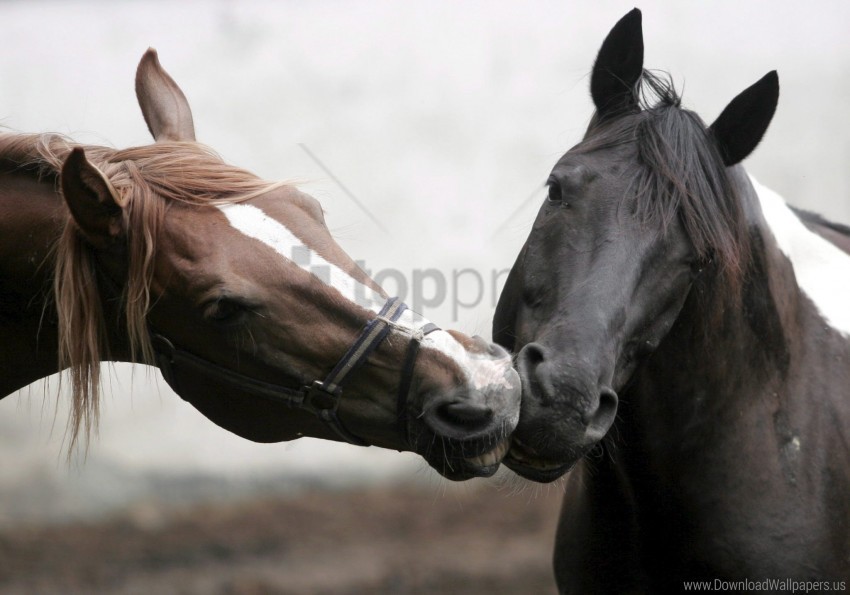 affection care head horse kissing mane steam wallpaper PNG transparent graphics for download