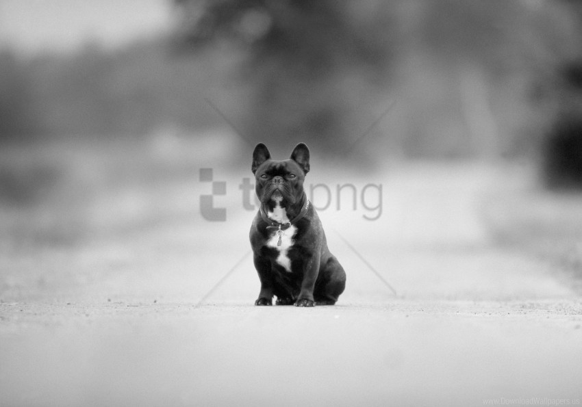 asphalt black and white breed hound road wallpaper Isolated Object on Clear Background PNG