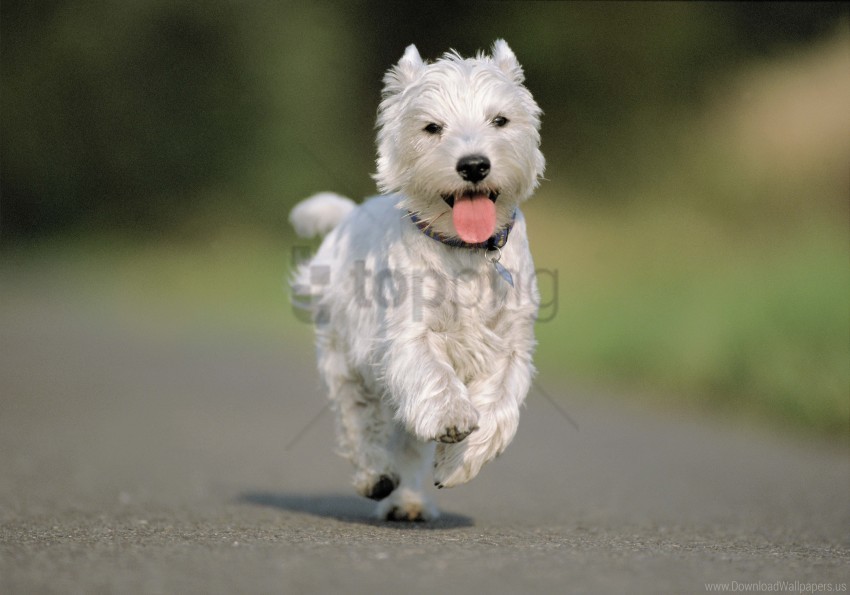 asphalt dog road running wallpaper Transparent PNG vectors