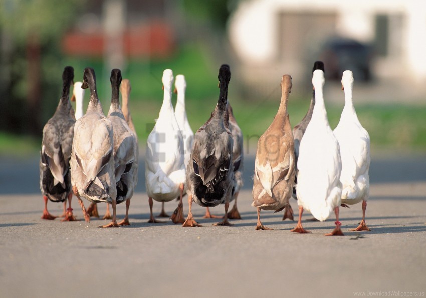 asphalt flock geese wallpaper Isolated Graphic in Transparent PNG Format