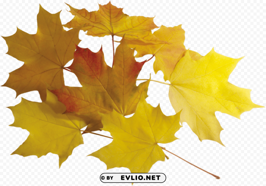 autumn leaf PNG with no cost