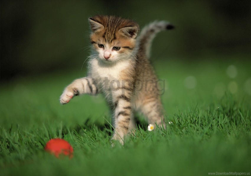 ball game grass kitten wallpaper Isolated Item in HighQuality Transparent PNG
