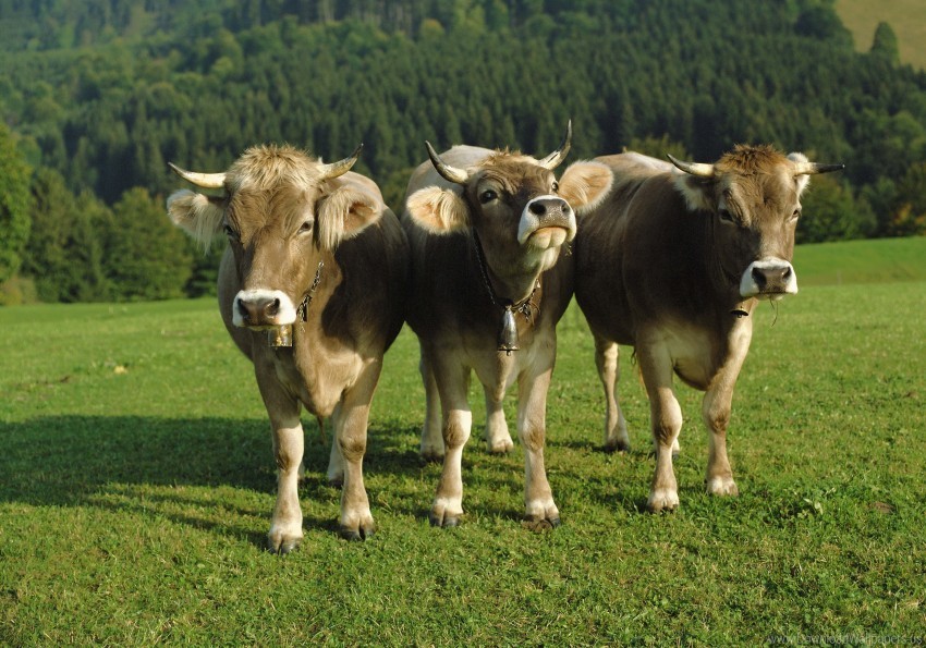 bells cows lawn three wallpaper Isolated Graphic Element in Transparent PNG
