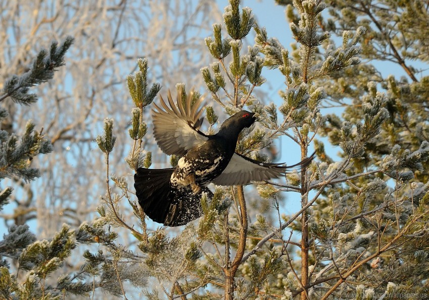 Bird Branches Grouse Wings Wallpaper Isolated Design In Transparent Background PNG