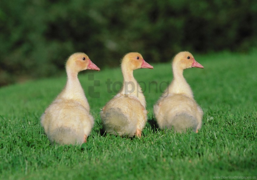 birds chicks geese goslings wallpaper Transparent background PNG images selection
