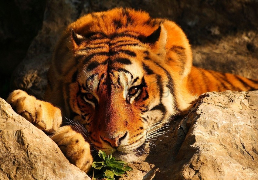 brooding eyes lies stones tiger wallpaper Transparent PNG picture