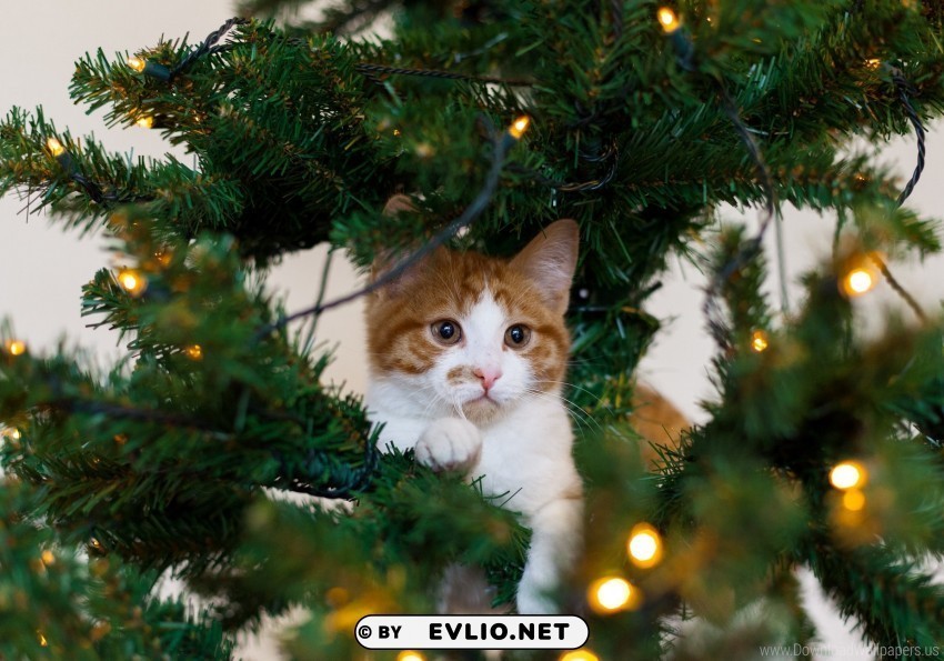 Cat Christmas Tree Kitten Playful Wallpaper PNG Without Watermark Free