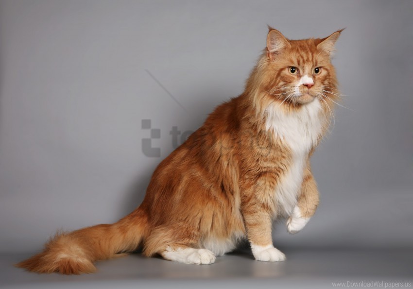 cat fluffy maine coon thick wallpaper Isolated Design Element in Clear Transparent PNG