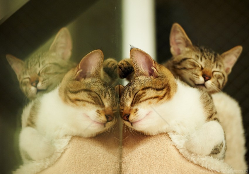 cats look lying reflection wallpaper PNG files with clear backdrop collection