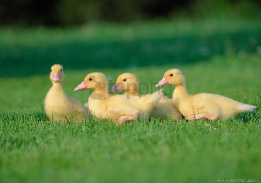 chicks geese grass wallpaper Clean Background Isolated PNG Icon