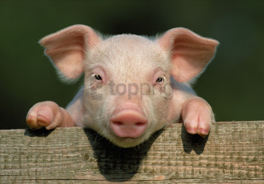 close up countryside face hooves little pig pig wallpaper PNG images no background