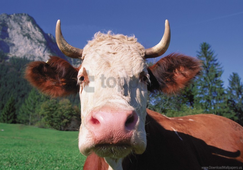 close-up cow face horn wallpaper Isolated Subject in Transparent PNG