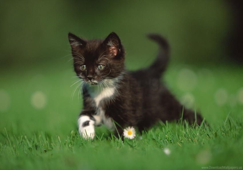 daisy grass kitten legs walk wallpaper Clear Background PNG Isolated Graphic Design