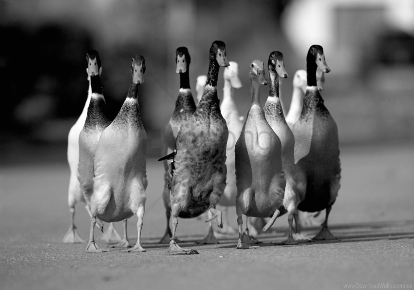 ducks flock road wallpaper PNG free download