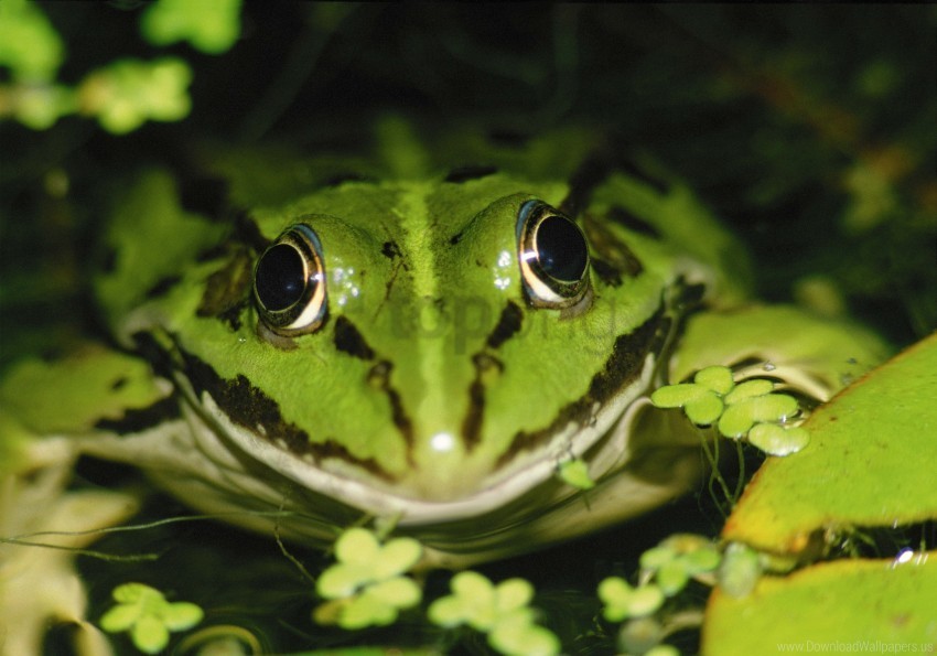 Duckweed Frog Water Wallpaper Clean Background Isolated PNG Art