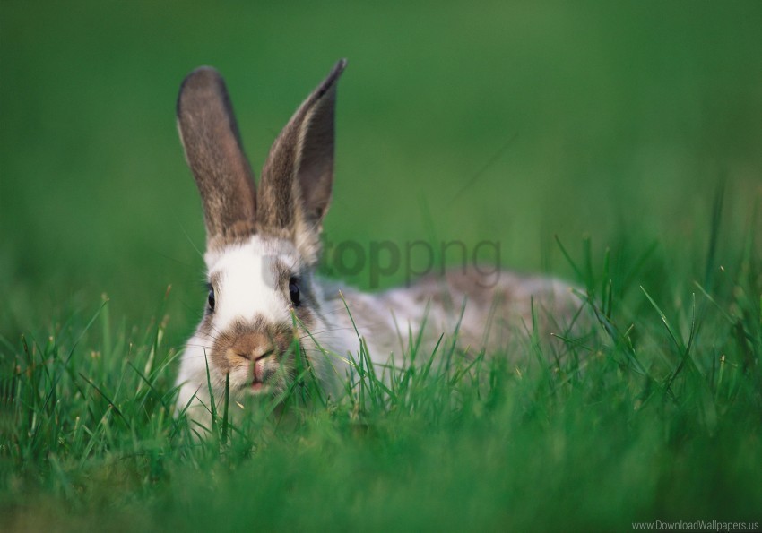 ears grass hide and seek rabbit wallpaper PNG transparent elements compilation