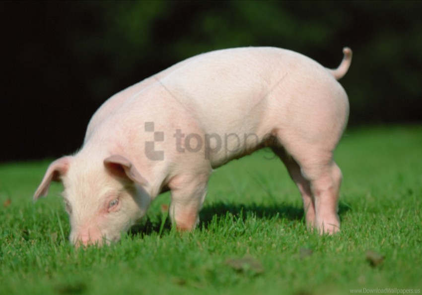 earth food grass pig wallpaper Isolated Object with Transparent Background PNG