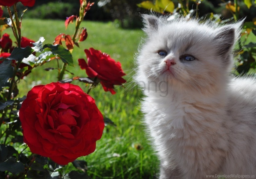 face fluffy grass kitten look rose wallpaper PNG files with clear background collection