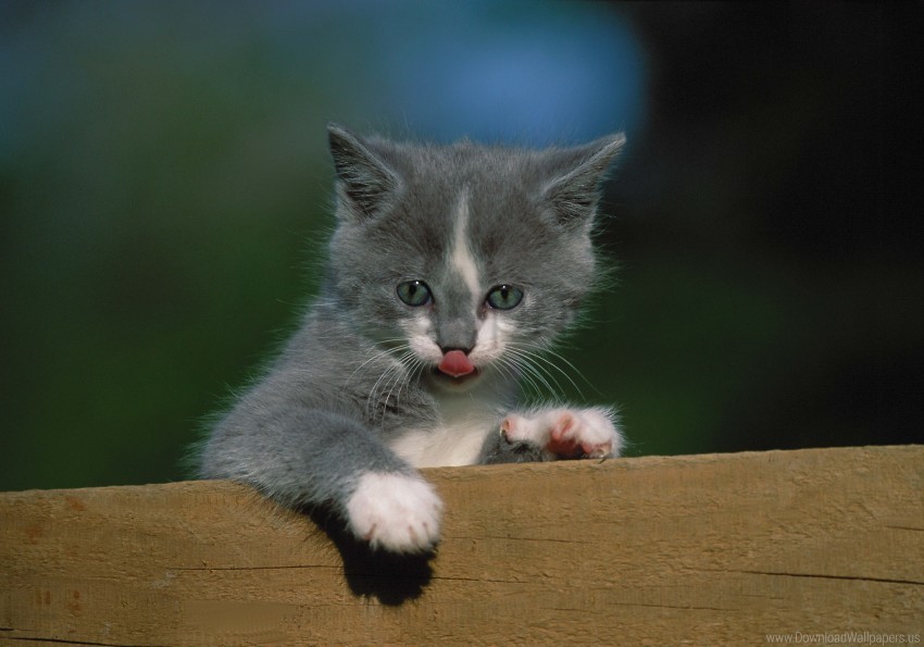 fence kitten tongue wallpaper PNG transparent elements package