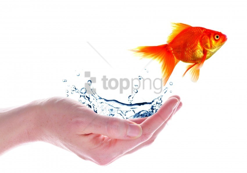 fish jump palm spikes white wallpaper Isolated Item with Transparent PNG Background