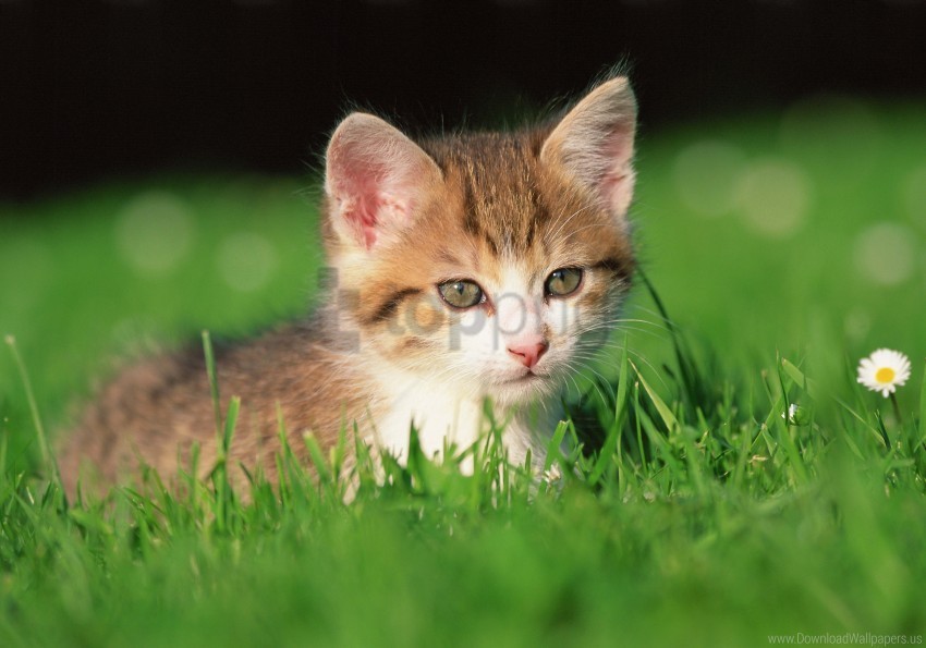 flowers grass kitten wallpaper HighQuality Transparent PNG Object Isolation