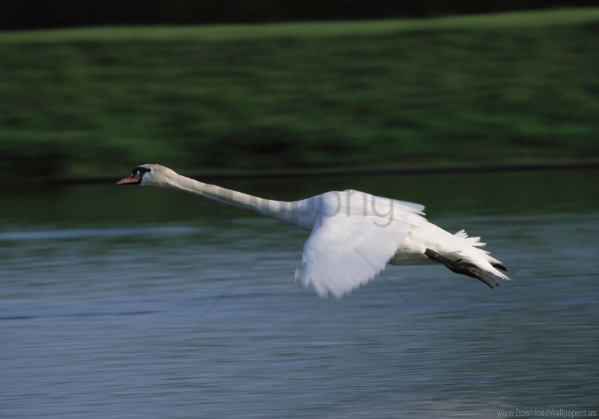 flying swan water wallpaper High-resolution transparent PNG images