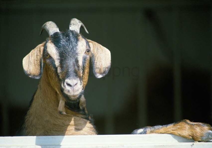 goat hooves horns wallpaper Isolated Subject in Transparent PNG Format