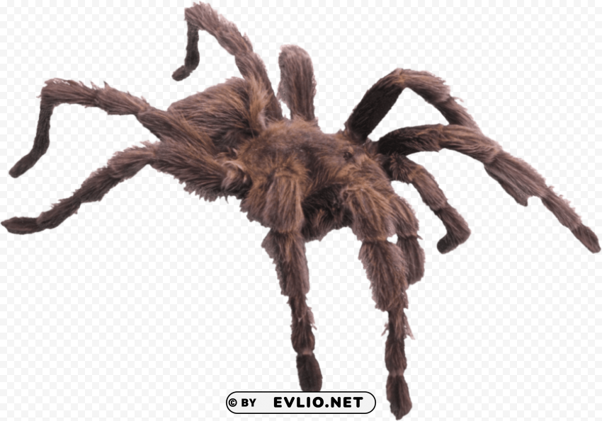 hairy brown spider PNG Graphic with Transparent Isolation